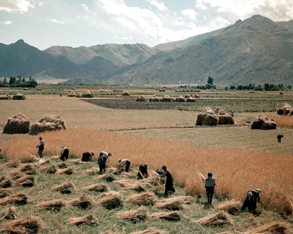 1965年，堆龙德庆县（现为堆龙德庆区）南岗乡互助组组员们在收割庄稼。新华社记者 吴祖政 摄