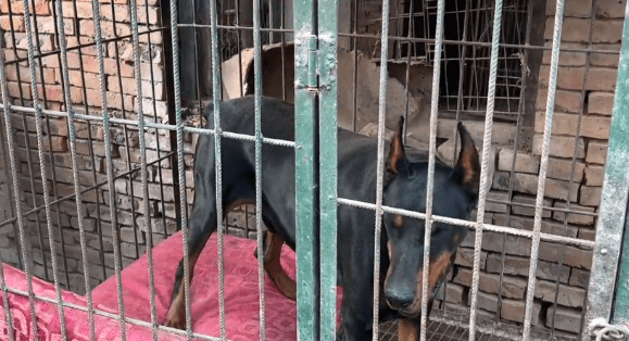 3万买的小狗，10万也不卖，大叔：这可是我们家的看家种犬
