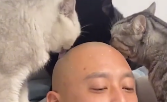 “猫技师”？江苏3只猫咪疯狂盘3主人光头，网友直呼大开眼界！