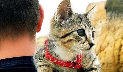 流浪猫吃掉了男孩东西，没有离开，他晚上还睡觉，他高兴极了