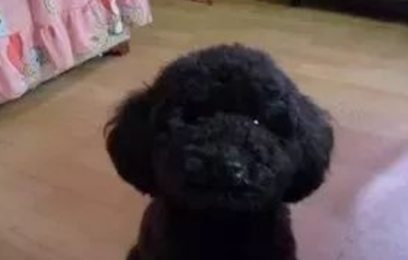 垃圾站里小泰迪整夜哀嚎，看到狗狗惨状，大家大骂前主人没良心！