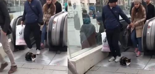 玳瑁猫缩一团挡住手扶梯口，路人急跨越：小心有猫