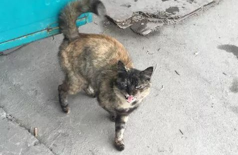 世界滞销的玳瑁猫，很多人都觉得丑，然而她有你不知道的温柔！