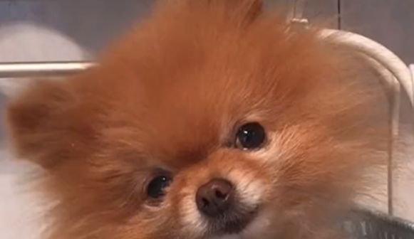 博美啃骨头崩掉牙，主人关心狗子被误解，狗：不许抢我的骨头