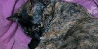 猫妈妈难产将死，医生告知要剖腹产，主人却犹豫了，我们的爱呢？