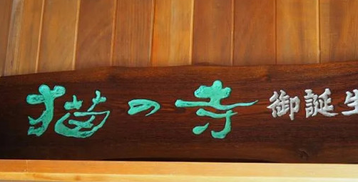 阿“咪”陀佛！日本一座有趣的寺院，竟然收养了近百只喵星人