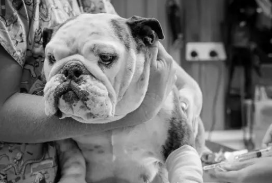 实拍斗牛犬刨腹卸货全过程，狗妈妈身体仿佛被掏空……