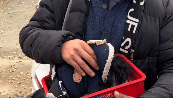 就算给它穿上衣服，也无法掩盖它一身皮肤病后，成为流浪狗的事实