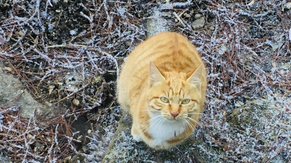 冬季黄山之行，遇见呆萌的橘猫和可爱的中华田园犬