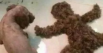 动物剃须突然大笑来袭，哈士奇秒变成哈士驴子，让我笑