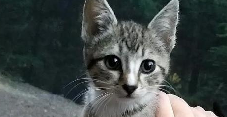 流浪猫吃掉了男孩东西，没有离开，他晚上还睡觉，他高兴极了