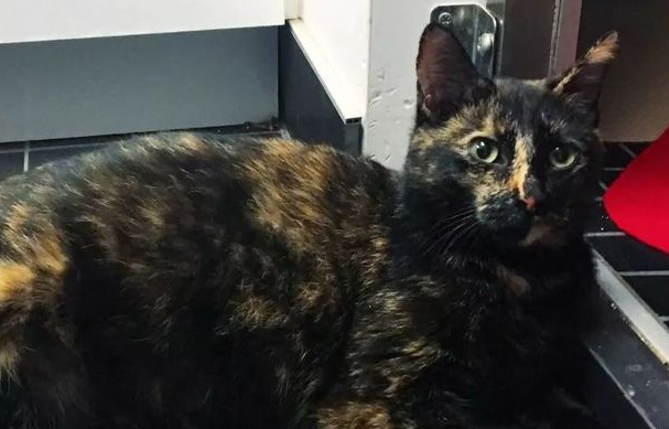 流浪玳瑁猫生了一窝小猫全是橘的，猫妈你的黑色基因去哪儿了？