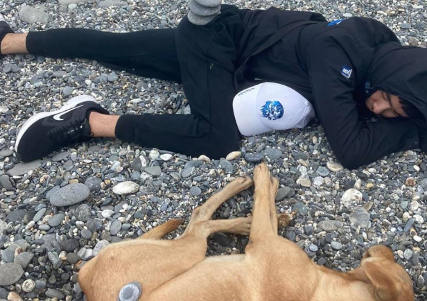 流浪狗│海浪声中甜睡黄狗醒来被陌生男捡尸网民：我也睡过它