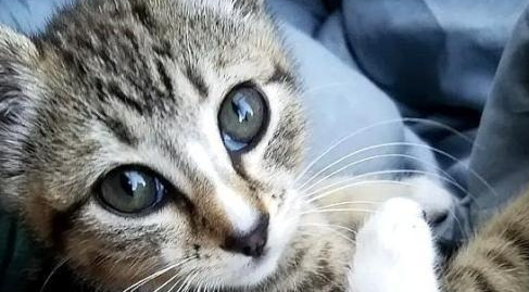 流浪猫吃掉了男孩东西，没有离开，他晚上还睡觉，他高兴极了