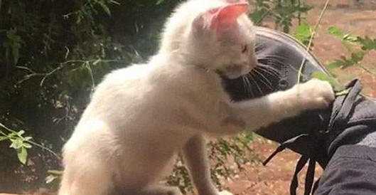 国外小哥睡觉的时候被猫收养了，恭喜你迈向成为猫奴之路