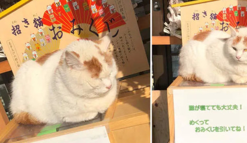 阿“咪”陀佛！日本一座有趣的寺院，竟然收养了近百只喵星人