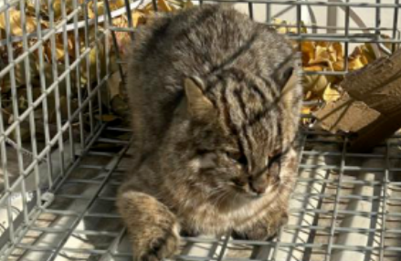 房山城关发现一“大猫”！竟然是…