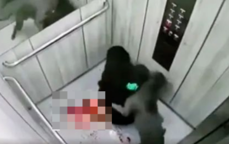 太凶残了！斗牛犬撕咬主人，场面太过血腥！网友：这谁还敢养......