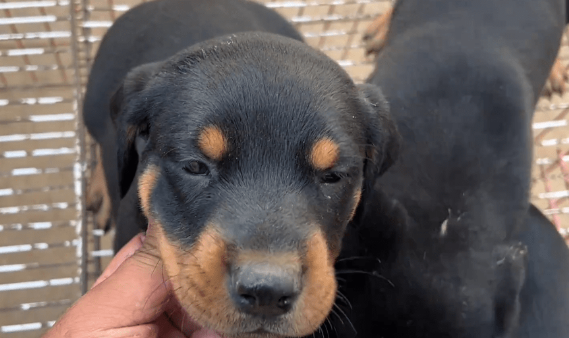 3万买的小狗，10万也不卖，大叔：这可是我们家的看家种犬