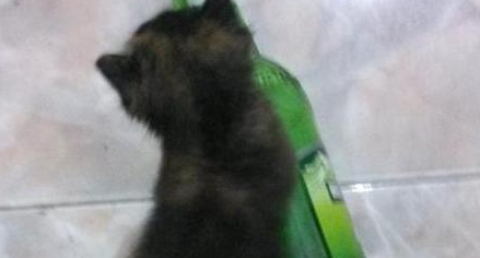 猫妈妈难产将死，医生告知要剖腹产，主人却犹豫了，我们的爱呢？