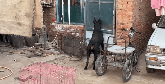 3万买的小狗，10万也不卖，大叔：这可是我们家的看家种犬