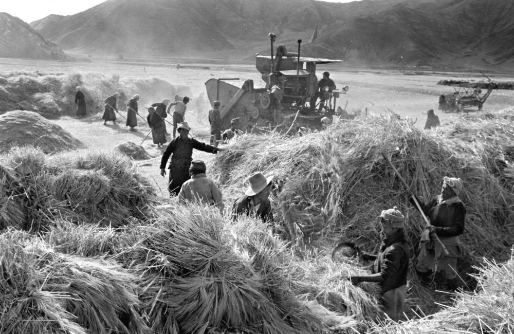1965年，西藏国营澎波农场的藏族工人在使用农机脱粒。新华社记者 吴祖政 摄