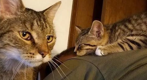 流浪猫吃掉了男孩东西，没有离开，他晚上还睡觉，他高兴极了
