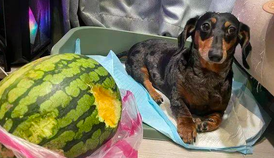 腊肠犬偷啃西瓜，被抓包后还装无辜：不关我事！