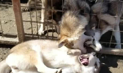 二哈遇到一群狼犬，给我哈哥一个面子，狼犬：今天我们不要面子