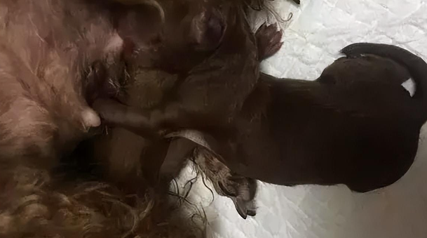 泰迪紧咬主人裤腿不让她上班，没想到几个小时后它就生了宝宝