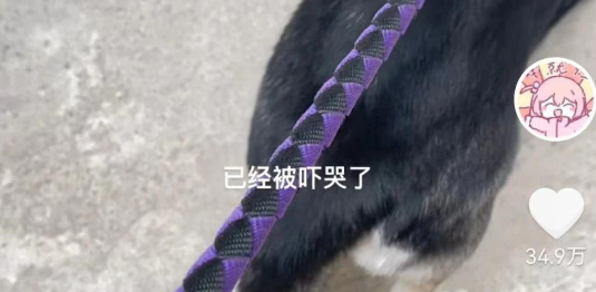 妹子遛狗被大妈骂，吓得一人一狗边哭边跑…大窝囊带小窝囊