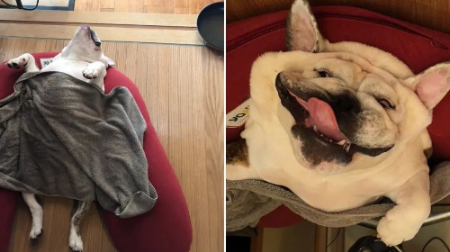 主人晒家里斗牛犬熟睡的照片，网友看了惊呼：这狗融化了？