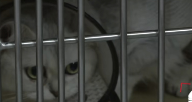 把母猫和7只小猫放宠物医院，2只死亡，医院说适者生存