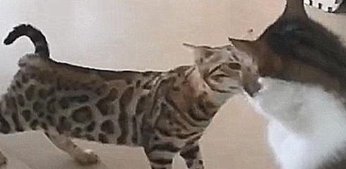 狸花猫坐等挨打，闭眼后发现不对：糟了是心动的感觉