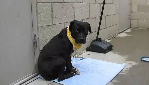 胆子很小的比特犬，被领养后开始变得自信起来...