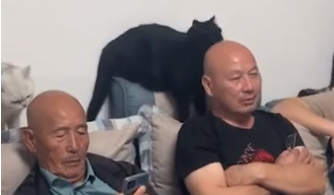 “猫技师”？江苏3只猫咪疯狂盘3主人光头，网友直呼大开眼界！