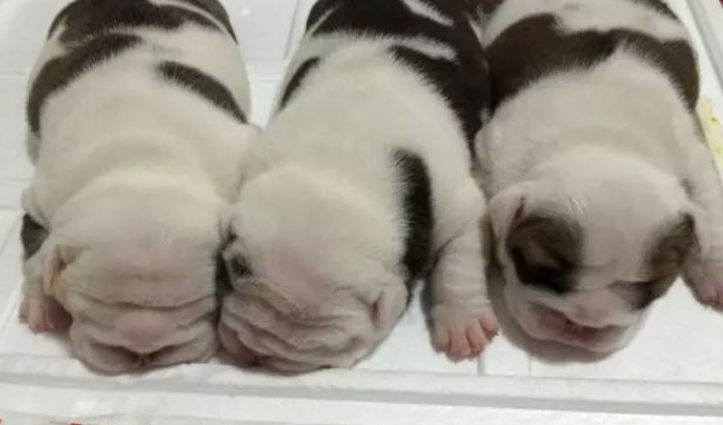 实拍斗牛犬刨腹卸货全过程，狗妈妈身体仿佛被掏空……