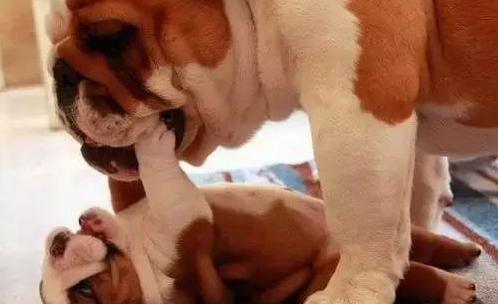 实拍斗牛犬刨腹卸货全过程，狗妈妈身体仿佛被掏空……