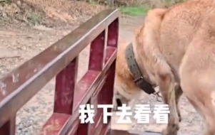 别人家的狗！广东惠州一柴犬只身探明涵洞路况，网友：狗子不白养