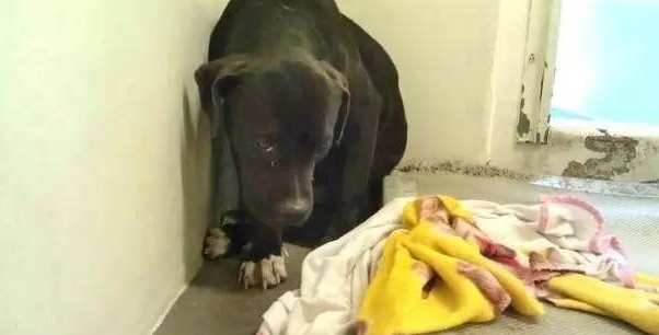 胆子很小的比特犬，被领养后开始变得自信起来...