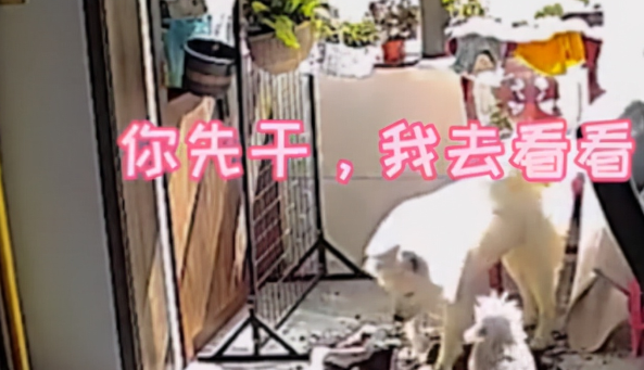 河南狗子合伙拆家，主人无奈透过监控警告，随后狗子反应让人笑了