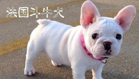 太凶残了！斗牛犬撕咬主人，场面太过血腥！网友：这谁还敢养......
