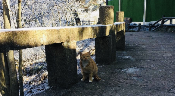 冬季黄山之行，遇见呆萌的橘猫和可爱的中华田园犬