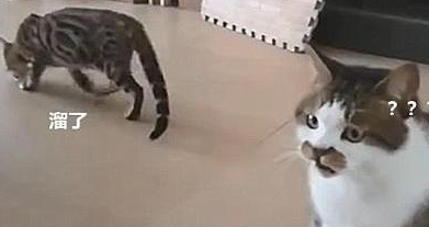 狸花猫坐等挨打，闭眼后发现不对：糟了是心动的感觉