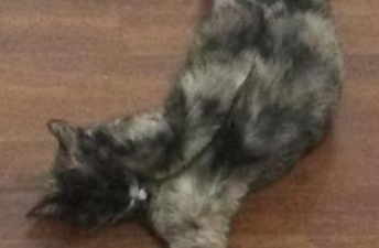 猫妈妈难产将死，医生告知要剖腹产，主人却犹豫了，我们的爱呢？