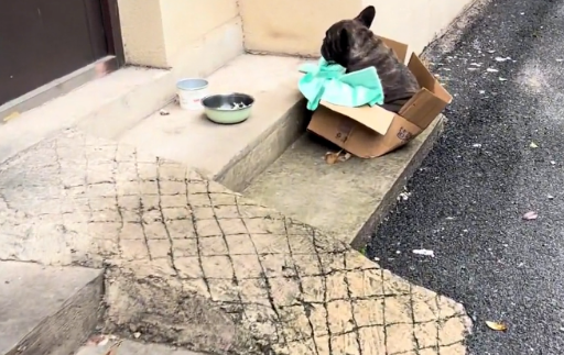 再次流浪，曾经价值过万的斗牛犬不停发抖，历经一个多月，它再次迎来希望