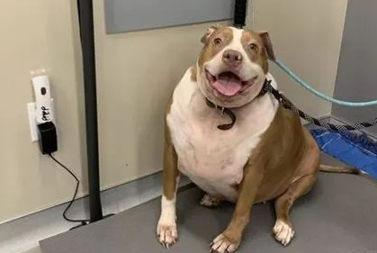 108斤斗牛犬跑不动，减肥10个月后惊艳了：同一只狗？