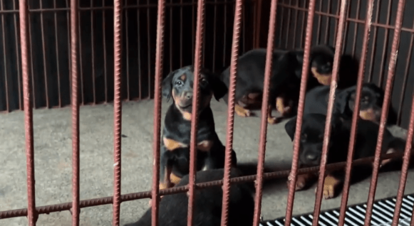 3万买的小狗，10万也不卖，大叔：这可是我们家的看家种犬
