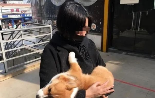 贵州柯基犬几次扑咬小孩，被其父亲打死。狗主人的这句话，让人深省