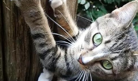 流浪猫吃掉了男孩东西，没有离开，他晚上还睡觉，他高兴极了